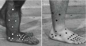 Chimpanzee and man foot